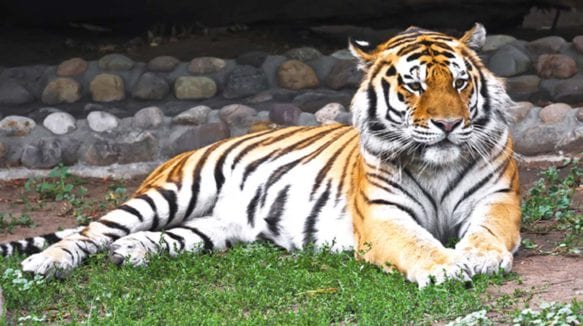 Jaipur Zoo Jaipur tiger