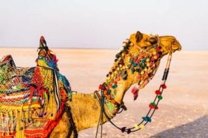 camel ride in jaipur