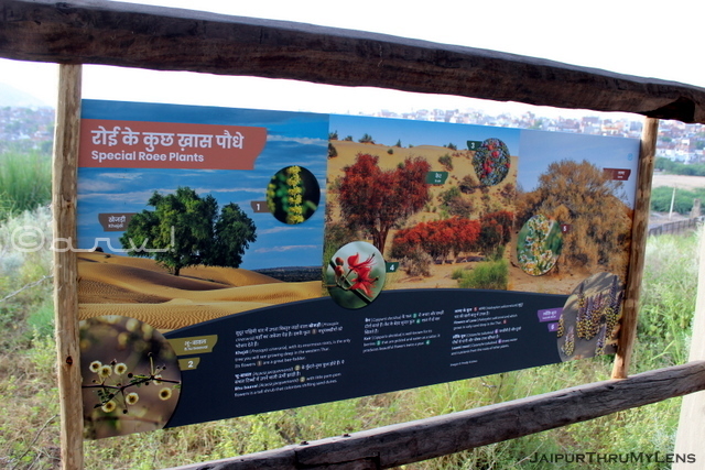 roee-plants-thar-desert-kishan-bagh-jaipur-information