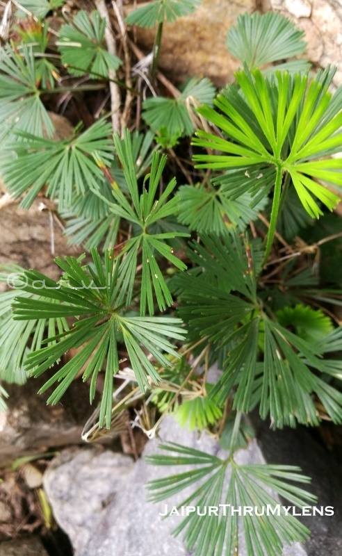 chasmophytes-desert-vegetation-rajasthan-aravali-hills-kishan-bagh-jaipur
