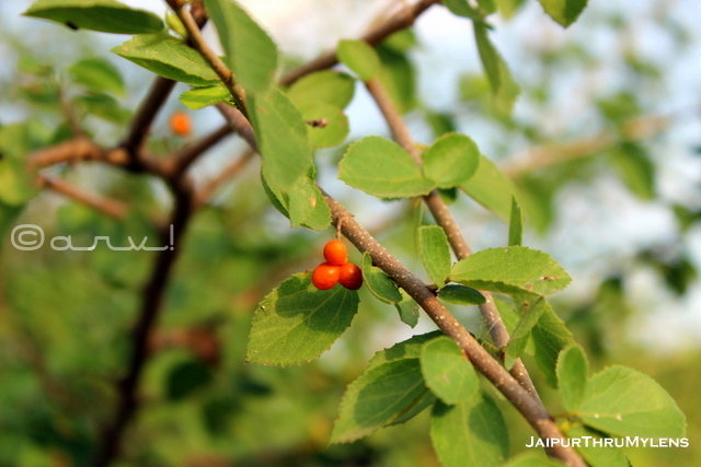 anogeissus-pendula-fruit-leaves-button-tree-rajasthan