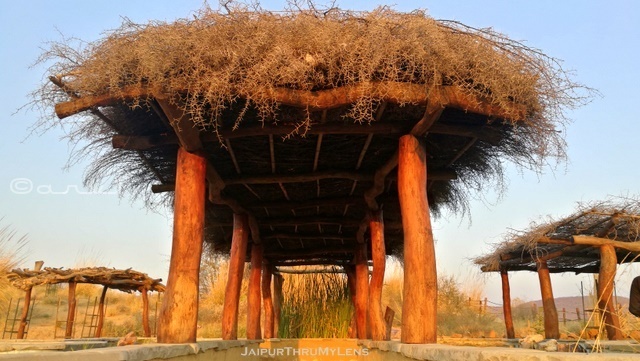 thatched-roof-rajasthan-vachellia-nilotica-babool-tree-thorns