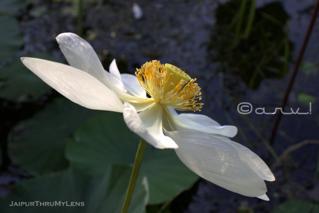 sacred-lotus-flower-jaipur-rajasthan-kishan-bagh
