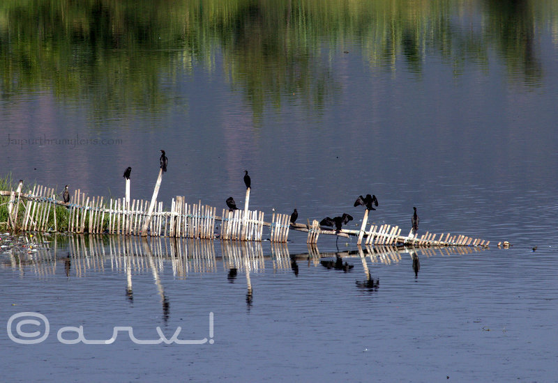 birding-in-jaipur-mansagar-lake-cormorant-black-jaipurthrumylens
