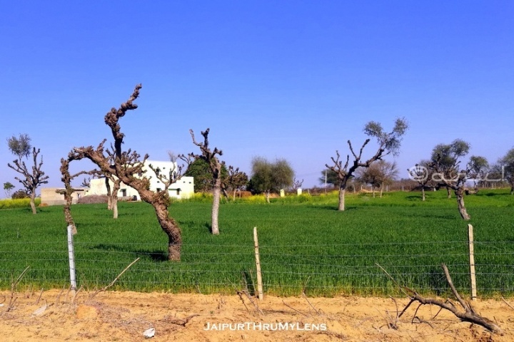 khejri-tree-Prosopis cineraria-used-rajasthan-village-farm-road