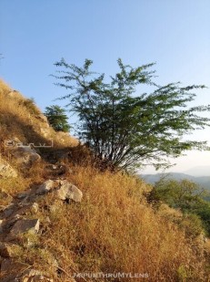 prosopis-juliflora-india-vilayati-keekar-aravali-hilss-jaipur