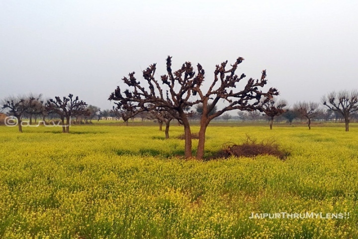 khejri-tree-importance-rajasthan-india-plantation