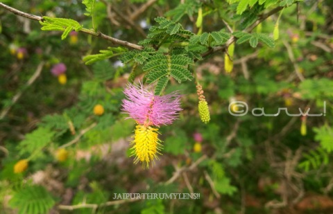 flower-Dichrostachys-cinerea-sickle-bush-bell-mimosa