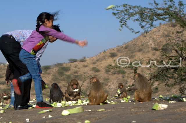 hindu-devotee-feeding-monkey-galta-temple-jaipur