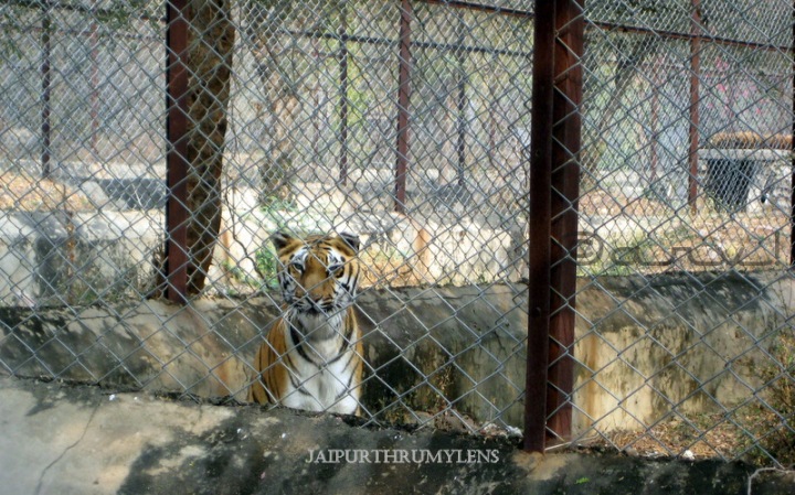 royal-bengal-tiger-photo-jaipur-zoo-nahargarh-zoological-park-kukas-indian-wildlife