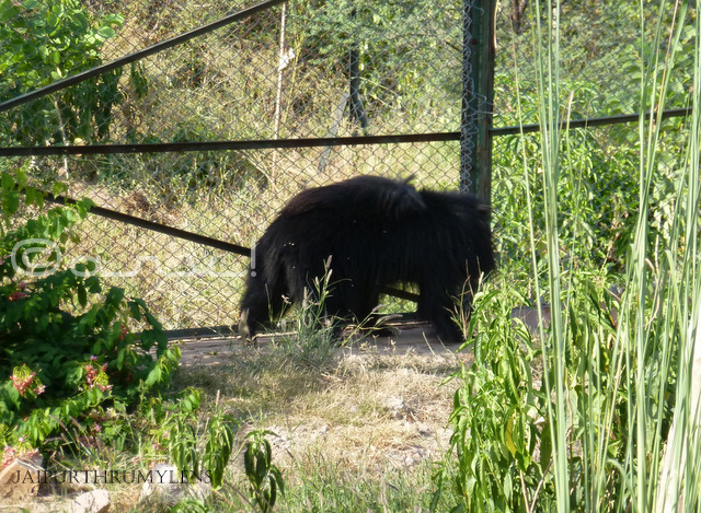 indian-black-bear-nahargarh-zoological-biological-park-jaipur-photo