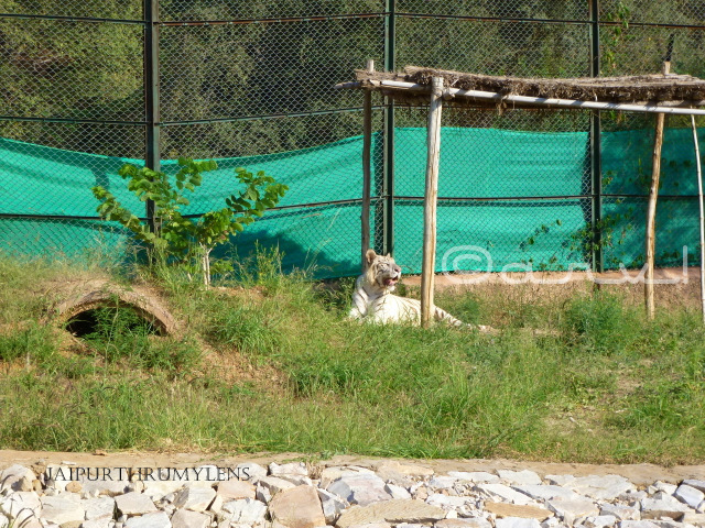 white-tiger-nahargarh-zoological-biological-park-jaipur-photo