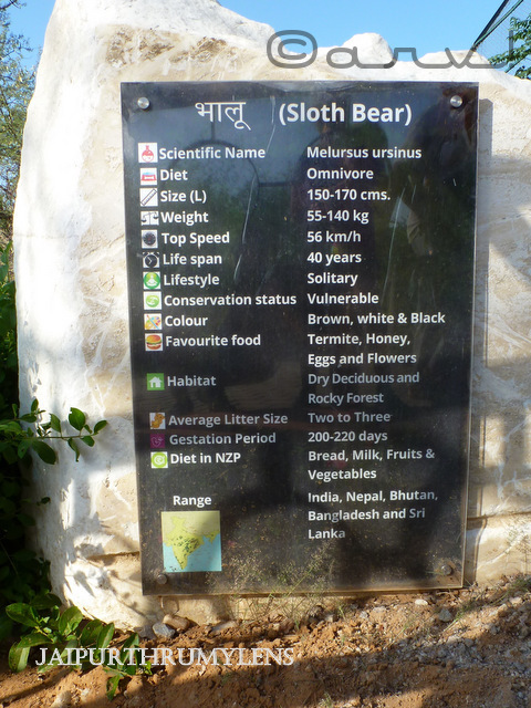 sloth-bear-information-nahargarh-zoological-biological-park-jaipur-image