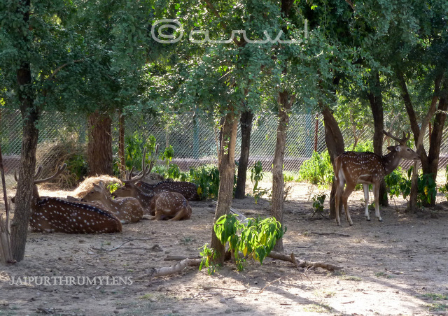 indian-deer-nahargarh-zoological-biological-park-jaipur-photo