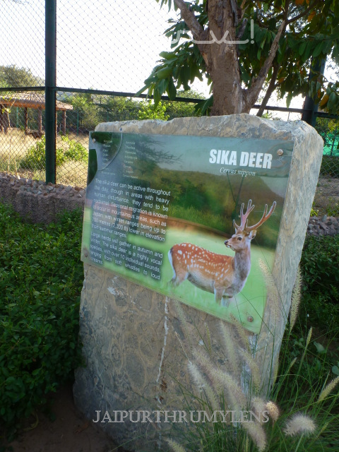 information-about-deer-nahargarh-zoological-biological-park-jaipur