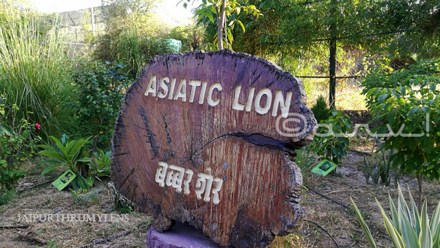 asiatic-lion-nahargarh-zoological-biological-park-jaipur-photo