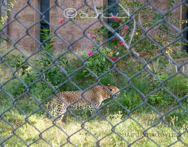 panther-baghera-jaipur-zoo-nahargarh-zoological-biological-park-photo