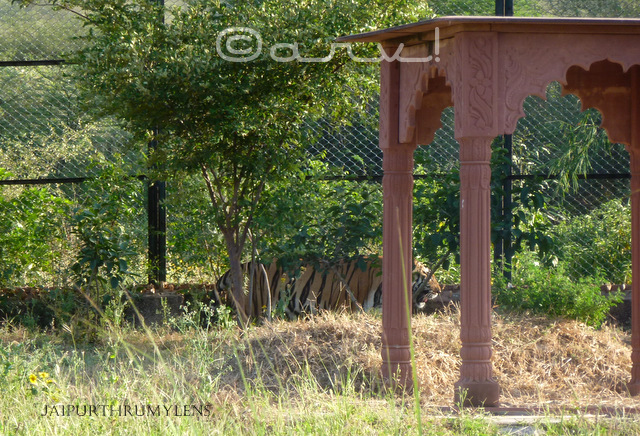 royal-bengal-tiger-photo-jaipur-zoo-nahargarh-zoological-biological-park