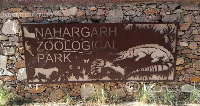 nahargarh-zoological-biological-park-jaipur-kukas-review