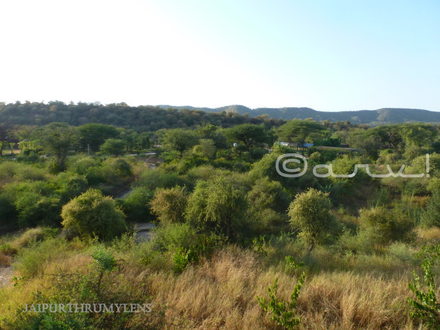 nahargarh-biological-zoological-park-jaipur-landscape-photo-layout