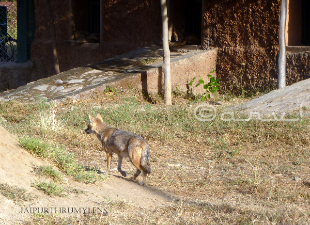 jackal-photo-nahargarh-biological-park-jaipur-zoo
