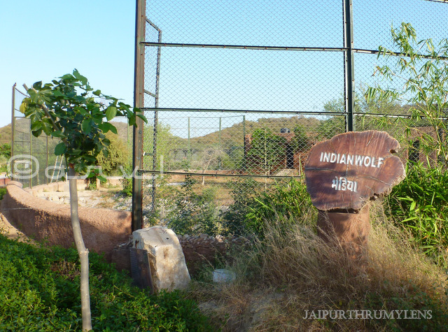 wolf-information-board-sign-photo-nahargarh-biological-park-jaipur-zoo