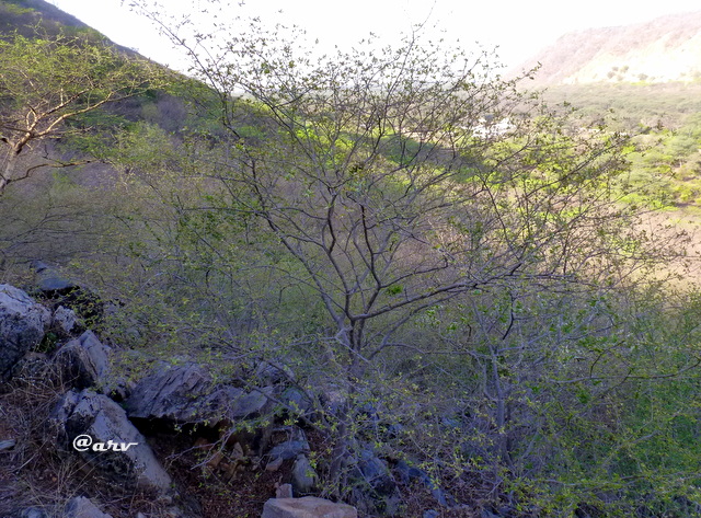 Dhok-tree-anogeissus-pendula-aravali-hills-jaipurthrumylens