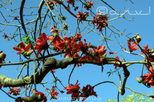Bombax Ceiba shamli kantesanwar semal tree flowers blooming in Jaipur