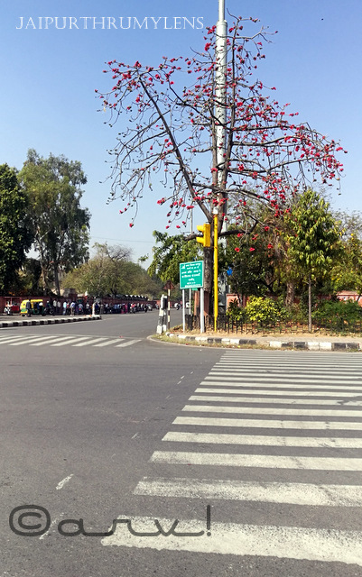 silk cotton tree semal roadside in spring jaipur