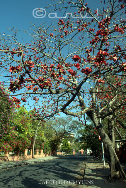 semal-tree-in-ashok-udhyaan-jaipur-cotton-silk-tree-spring-time