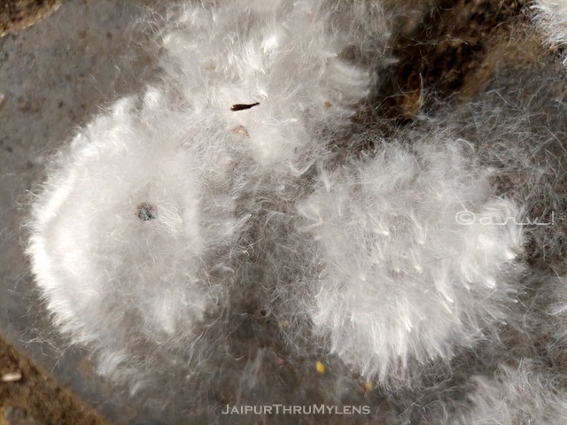 silk-cotton-semal-tree-seed-fabric-bombax-ceiba-image