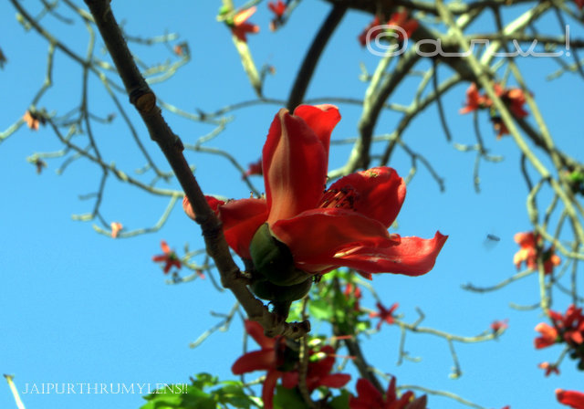 semal tree flower in spring jaipur jaipurthrumylens