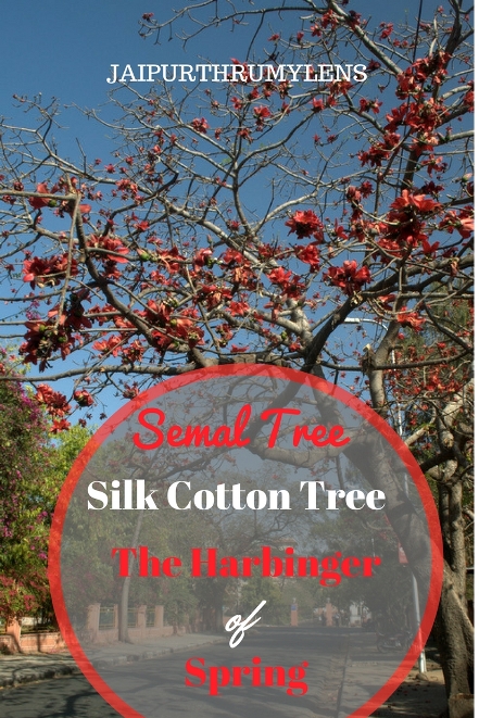 semi-tree-silk-cotton