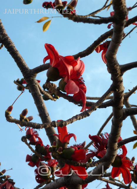 semal tree red flower bloom in spring jaipur jaipurthrumylens