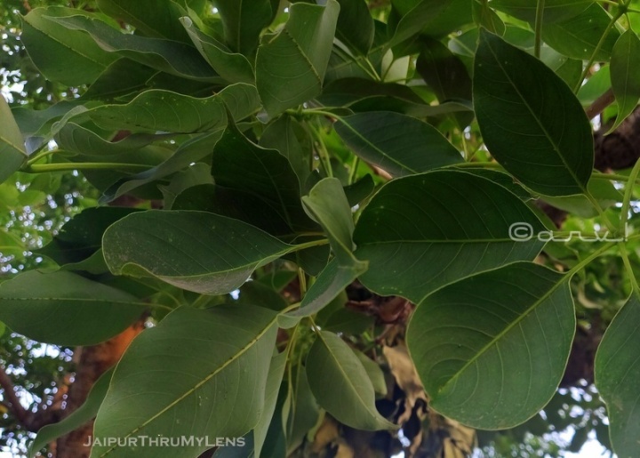 silk-cotton-semal-tree-leaves-image