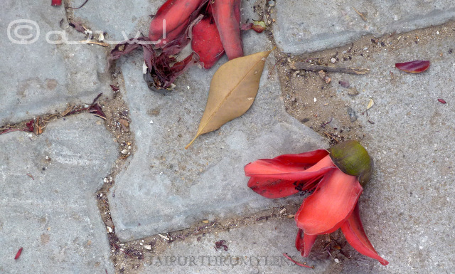 semal flower phool fallen to the ground in jaipur