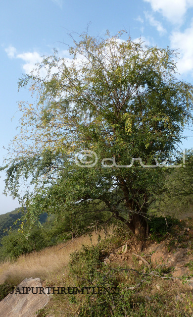 anogeissus pendula tree in jaipur forest rajasthan
