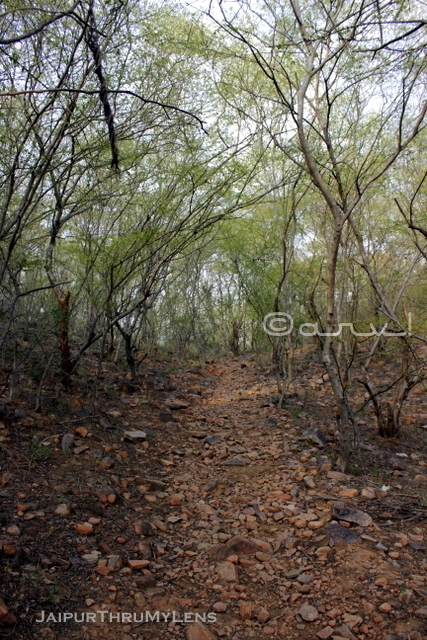 hathni-kud-jaipur-trekking-route-lined-with-anogeissus pendula-tree