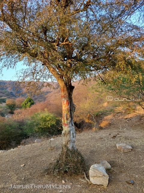 angeissus-pendula-dhok-tree-nagahgarh-hills-aravali-jaipur