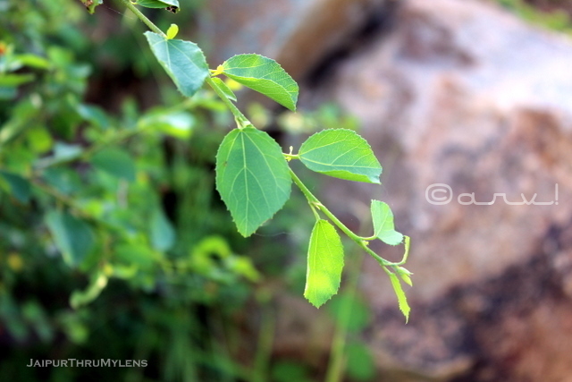 anogeissus-pendula-tree-leaves-dhok-ped-aravali-hills