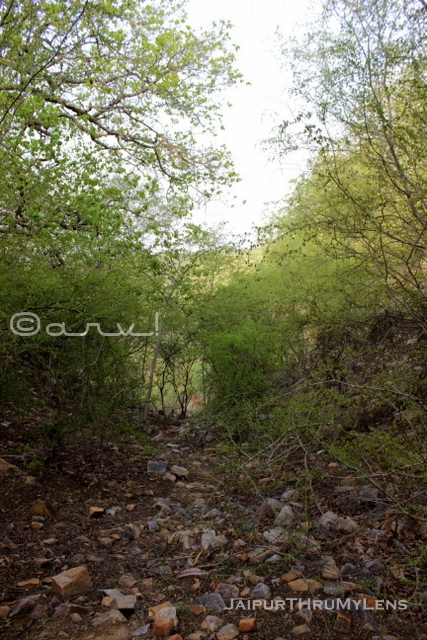 anogeissus-pendula-tree-jaipur-trekking route