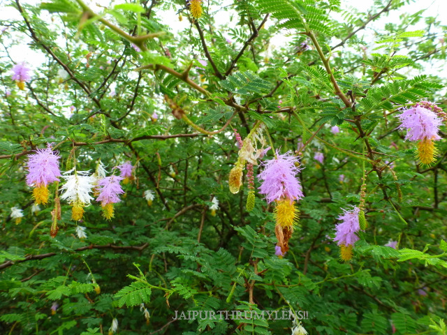 flower-sickle-bush-tree