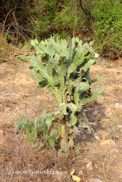 cactus-plant-in-jaipur-forest