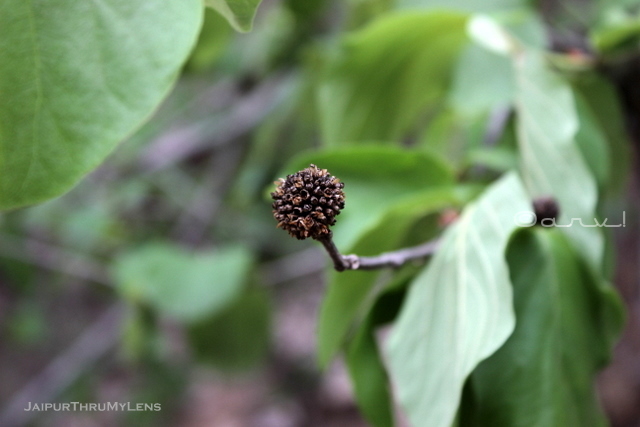 kadamba-tree-seed-flower-jaipur