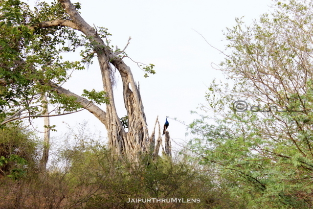 peacock-on-banyan-tree-jaipur-forest