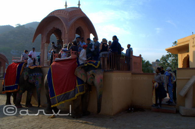 elephant-ride-amber-fort-tourists-waiting-jaipur-india