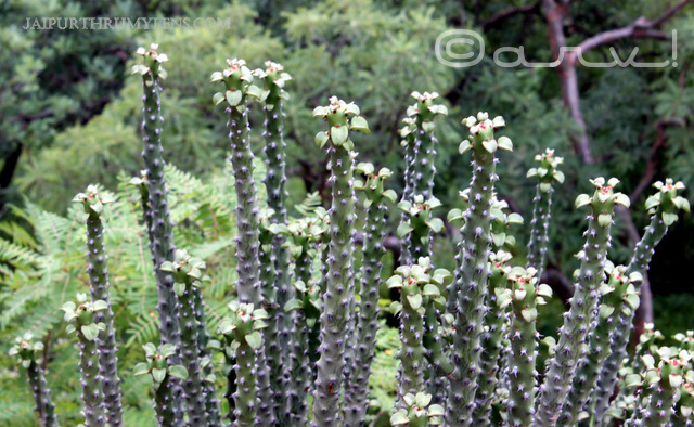 Euphorbia-Caducifolia-danda-thor-aravali-hills-plant