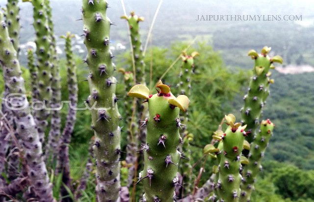 Euphorbia-Caducifolia-cactus-like-succulent-aravali-hills-rajasthan