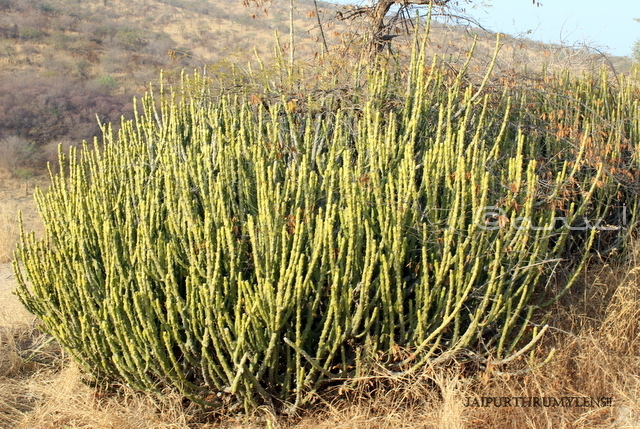 Euphorbia-caducifolia-thor-danda-ranthamore-park-aravali-rajasthan