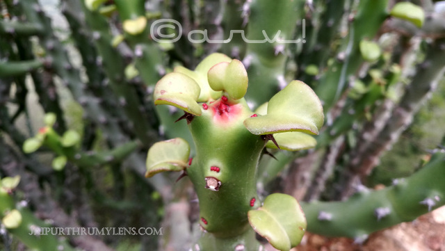 Euphorbia-Caducifolia-thar-desert-cactus-thor-danda